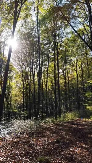 Bázakerettyén Zala vármegyében befektetésre is alkalmas zártkerti ingatlan  eladó - kép 4