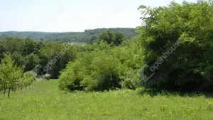 Bázakerettyén Zala vármegyében befektetésre is alkalmas zártkerti ingatlan  eladó - kép 6