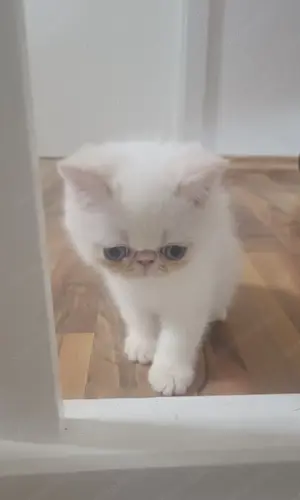 Egzotikus rövidsz r , Exotic Shorthair. elad  - kép 10
