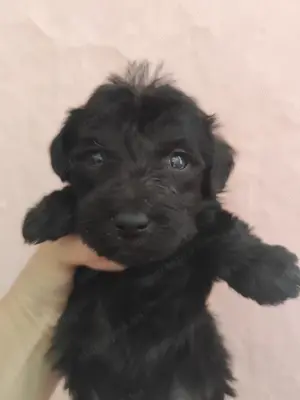 Pumi kölykök munkakutya szülőktől kaphatók több szinben