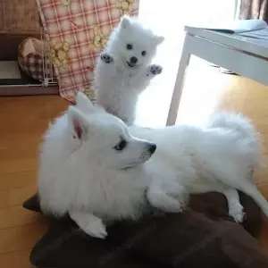 Spicc kisfiú gazdisodna