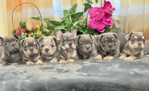 Gyönyörű minőségi Francia bulldog kiskutyák!