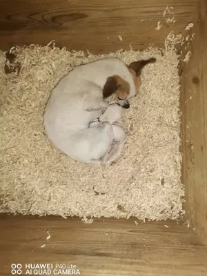 Csivava babák szerető családhoz költöznének! 