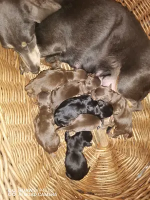 Fekete cser, csoki cser törpe tacsi babák szerető családhoz költöznének! 