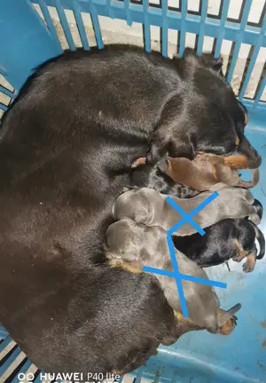 Fekete cser, csoki cser, kék isabella törpe tacsi babák szerető családhoz költöznének! 