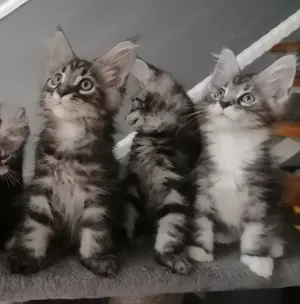 Maine Coon cicák fiú és lány is van.