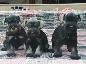 Törpe schnauzer kiskutyák  - kép 2