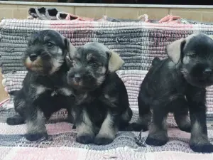 Törpe schnauzer kiskutyák  - kép 3