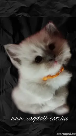 Törzskönyves, Champion, Original Ragdoll (rongybaba)  - kép 5