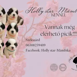 Eladó Bernáthegyi Kiskutyák  - kép 2