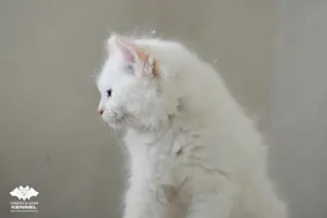 Különleges színű Ragdoll kiscica - Törzskönyvezett creme bicolor kandúr TENYÉSZTÉSRE - kép 3