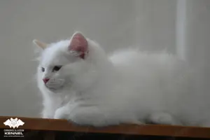 Különleges színű Ragdoll kiscica - Törzskönyvezett creme bicolor kandúr TENYÉSZTÉSRE - kép 2