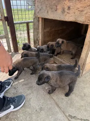 Malinois német juhász kölykök eladók