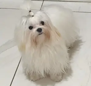 Törzskönyves szülőktől született kisfiú eladó - kép 4