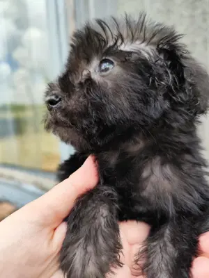 Maltipoo kiskutyák eladók ritka színekben is! - kép 7