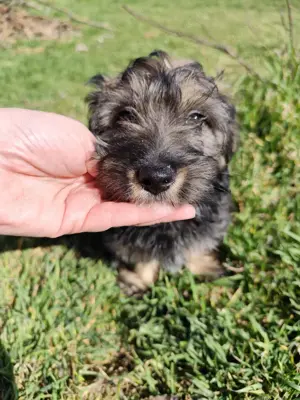 Maltipoo kiskutyák eladók ritka színekben is! - kép 8