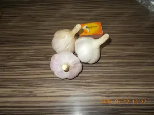 Bio. fokhagyma eladó 