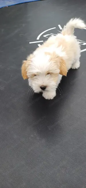 Bézs-fehér Bichon Havanese kiskutya - kép 11