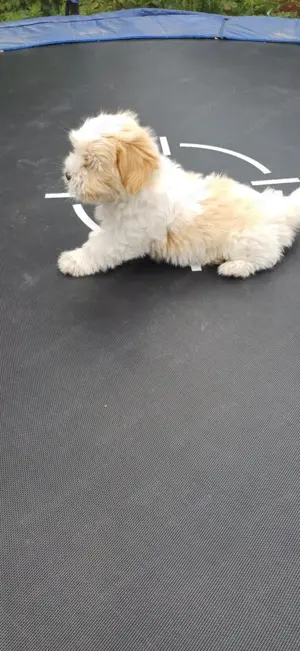 Bézs-fehér Bichon Havanese kiskutya - kép 13