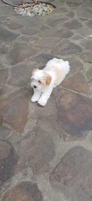 Bézs-fehér Bichon Havanese kiskutya - kép 9