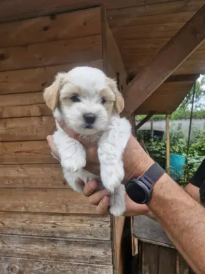 Bézs-fehér Bichon Havanese kiskutya - kép 7