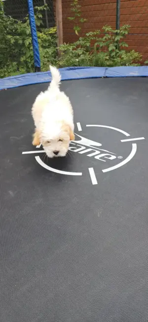 Bézs-fehér Bichon Havanese kiskutya - kép 12