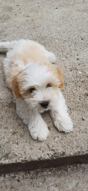Bézs-fehér Bichon Havanese kiskutya - kép 10