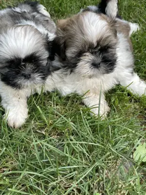 Gazdira várnak. 1lány, 2 kisfiú shih-tzu kölyök.