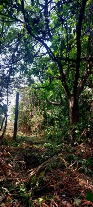 Péceli családi ház eladó szép nagy kerttel - kép 8