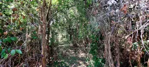 Péceli családi ház eladó szép nagy kerttel - kép 10