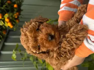 játék cavoodle kölykök