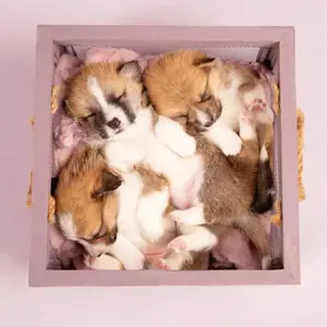 Pembroke Welsh Corgi kölykök