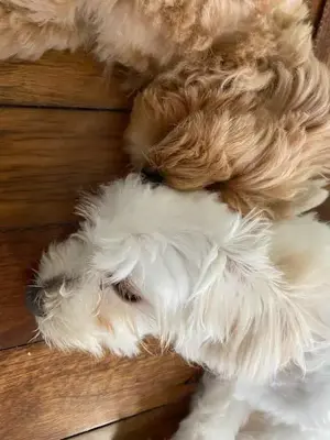 Fajtiszta Yorkshire terrierek