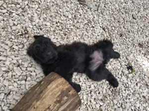 Orosz Fekete Terrier kölykök előjegyezhetők - kép 2