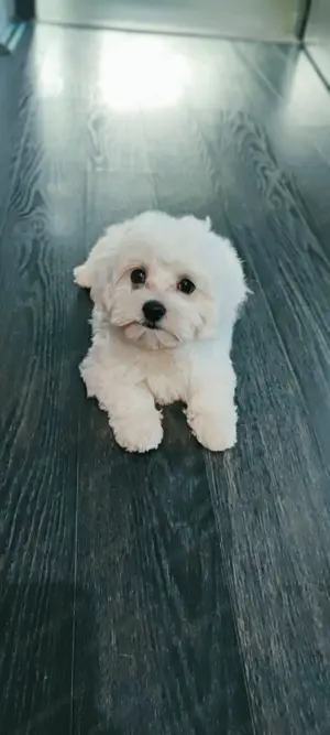 Eladó máltai selyem kan és szuka kiskutya - kép 2