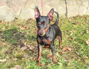 Eladó egy törpe pinchert 9 hónap - kép 2