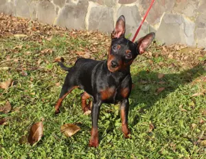 Eladó egy törpe pinchert 9 hónap - kép 3