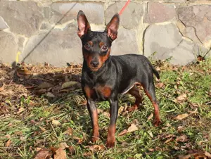 Eladó egy törpe pinchert 9 hónap - kép 4