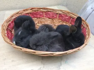 Oroszlánfejű törpenyúl kisnyúl