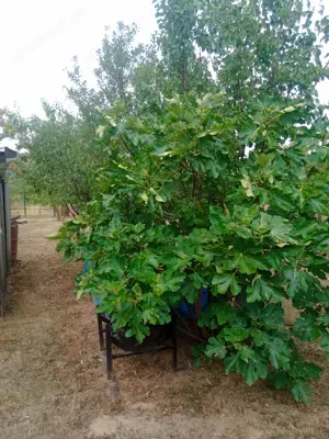 Eladó hétvégi ház, nyaraló