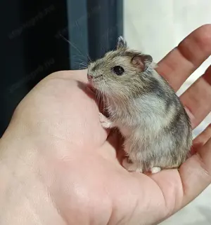 Kezes, barátságos, Dzsungáriai törpehörcsög azonnal vihető!