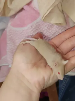 Kezes, barátságos kisegerek díszegér hobbi egér