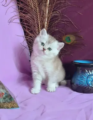 Brit kiscicák előjegyezhetőek - kép 2