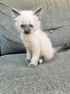 Ragdoll cicák eladó - kép 5