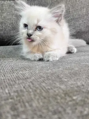 Ragdoll cicák eladó - kép 4