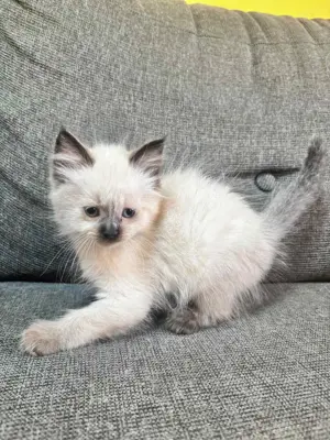 Ragdoll cicák eladó - kép 6