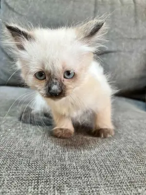 Ragdoll cicák eladó - kép 3