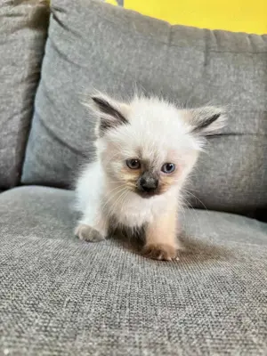 Ragdoll cicák eladó - kép 2