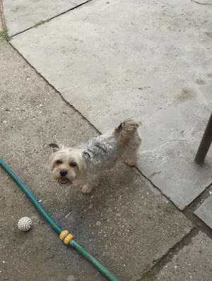 Felnőtt Yorkshire terrier .