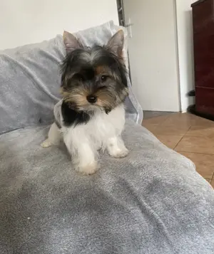 Biewer yorkie eladó 